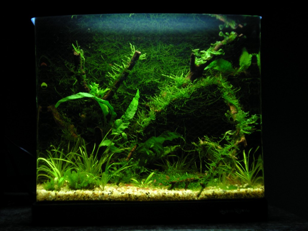 Vallisneria Nana